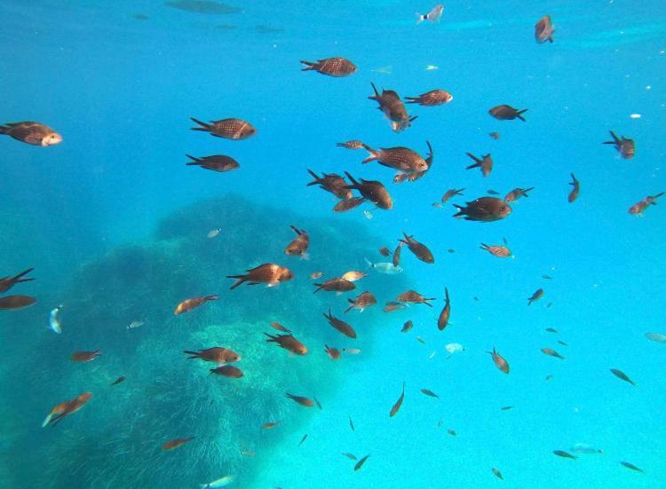 Villa Le Corail Rouge Corse ليسي المظهر الخارجي الصورة